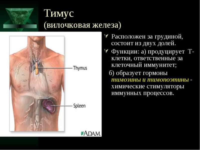 Тимус расположение и функции