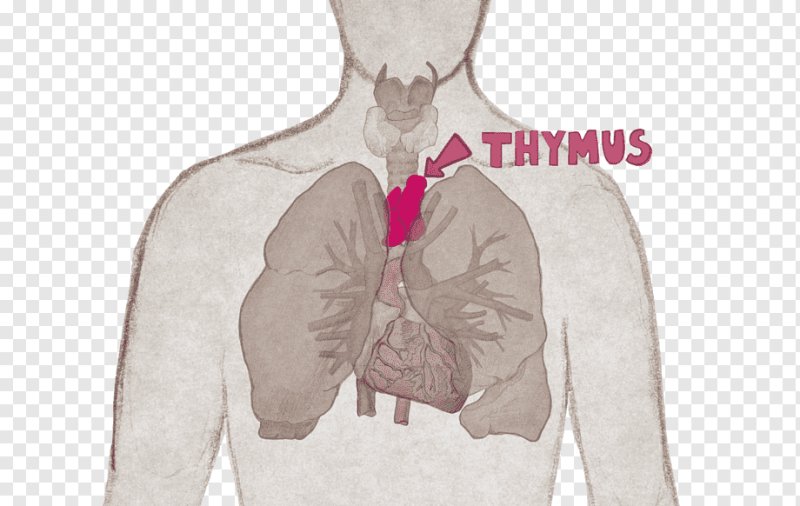 Тимус иммунитет