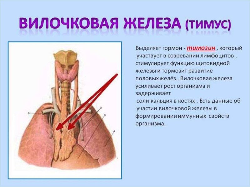Тимус анатомия функции