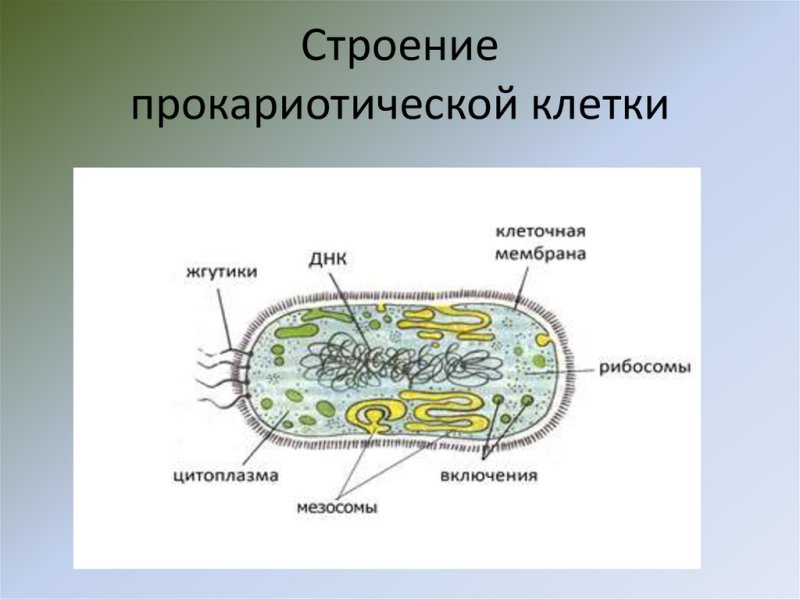 Строение прокариотической бактериальной клетки