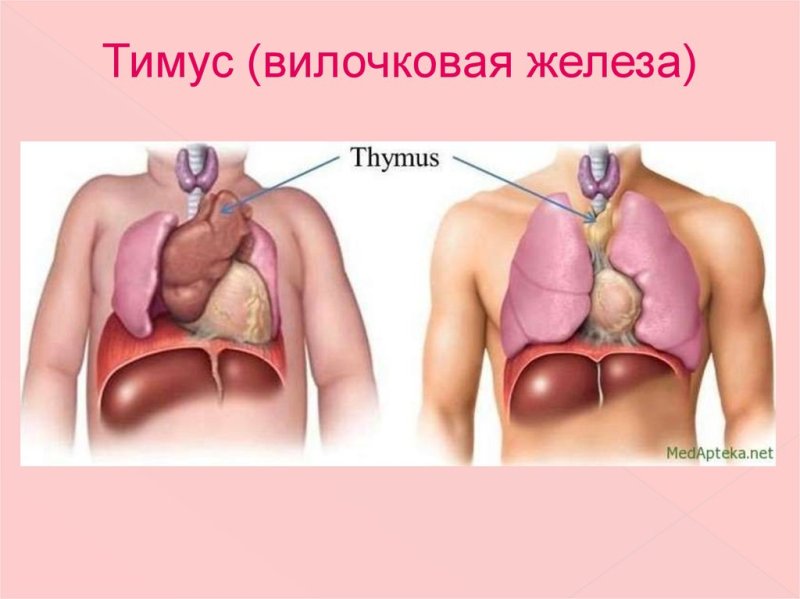 Зобная железа говядина