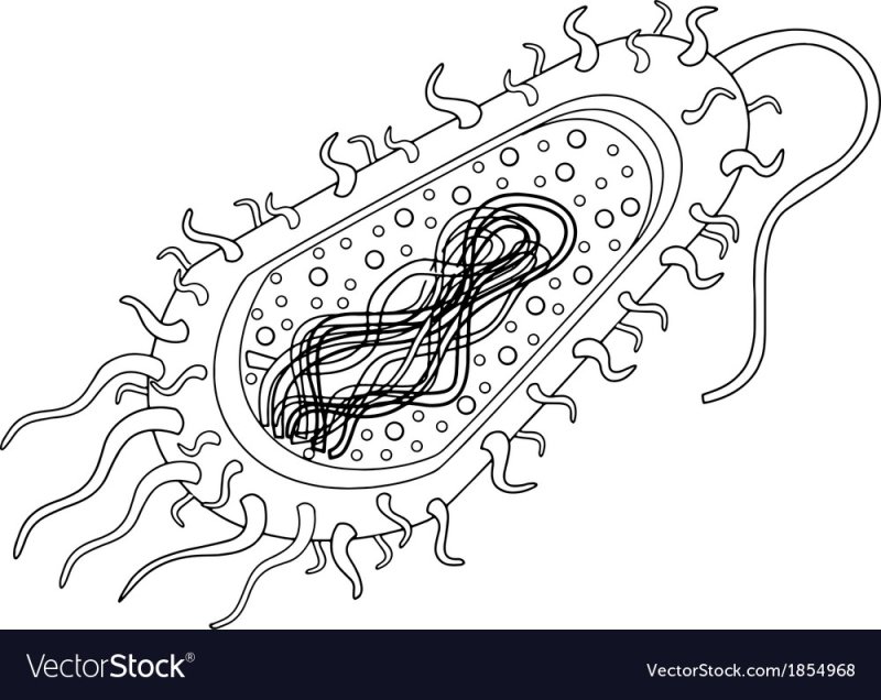 Прокариотическая клетка bacteria
