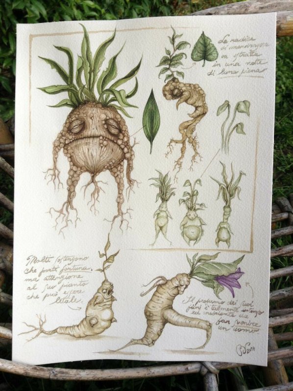 мандрагора гарри поттер рисунок