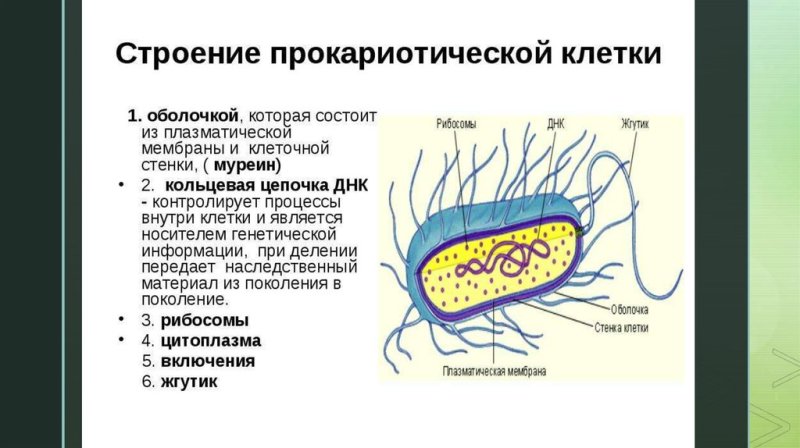 Внешнее строение прокариотической клетки