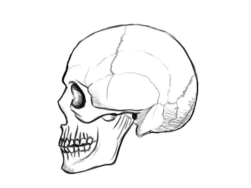Как нарисовать череп вид сбоку