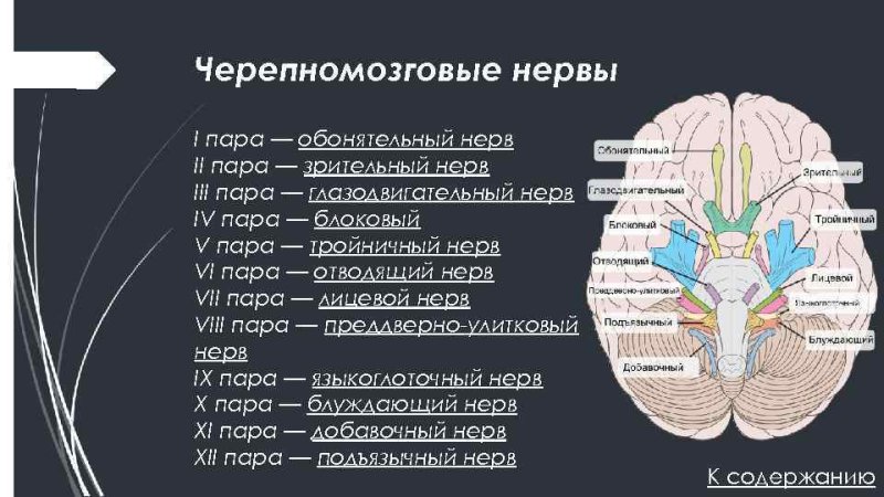Топография 12 пар черепных нервов