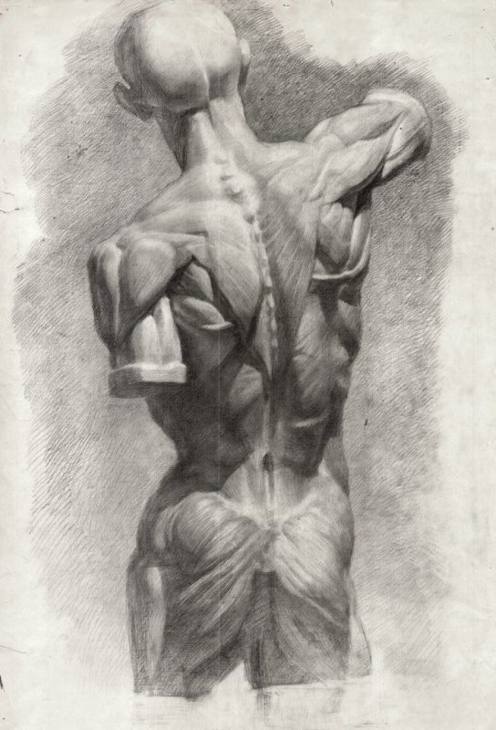 Экорше лучник