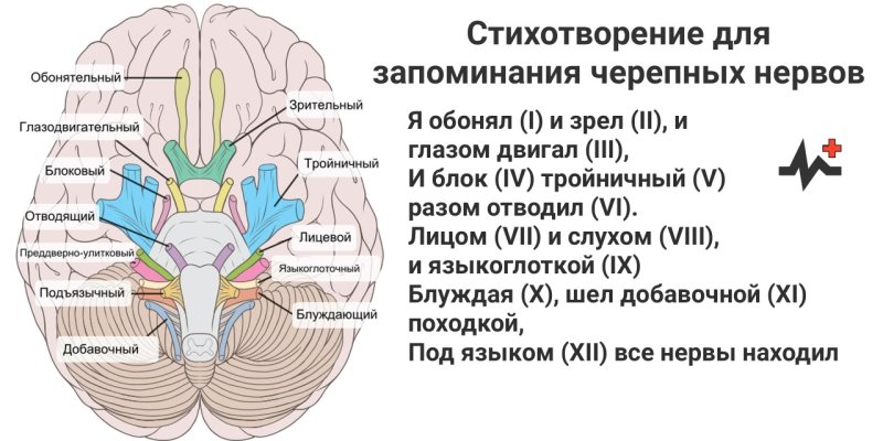 Черепно-мозговые нервы 12 пар стишок
