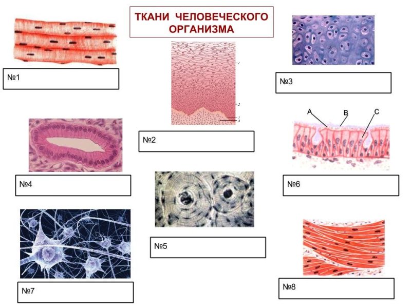 Типы тканей анатомия