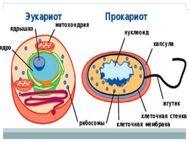 Строение прокариотической и эукариотической клеток