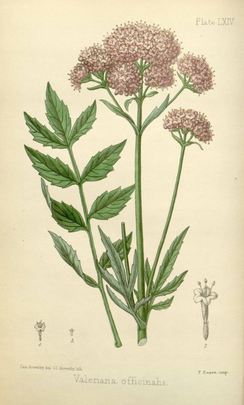 Валериана оффициналис Valeriana