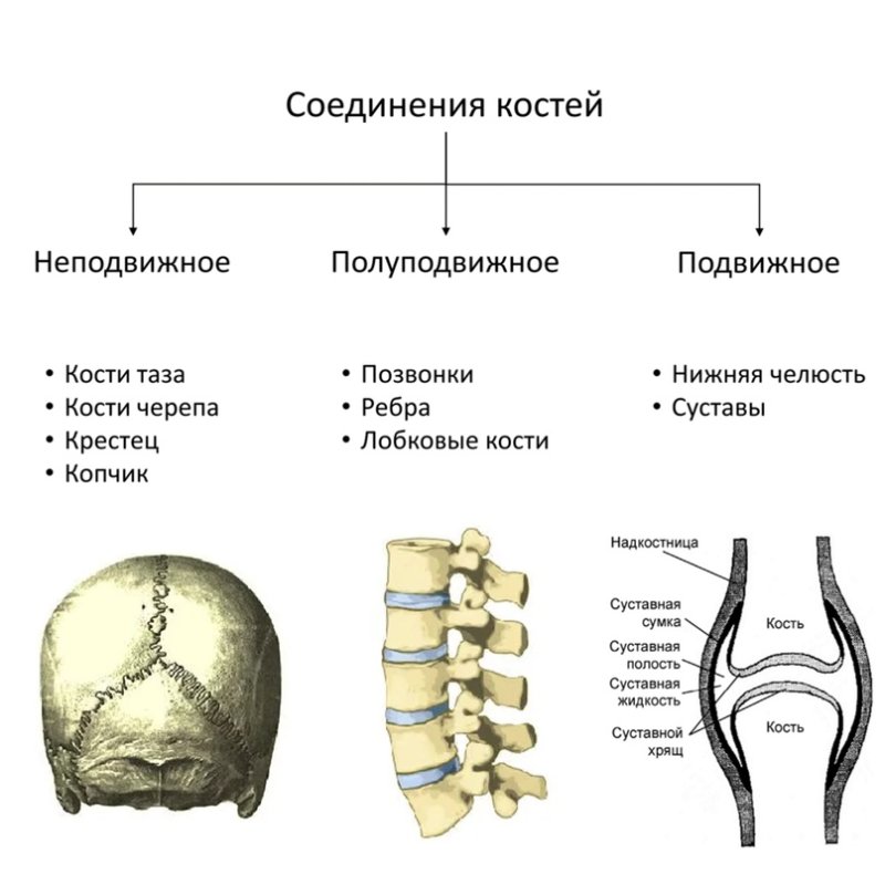 Подвижная полуподвижная неподвижная соединение костей