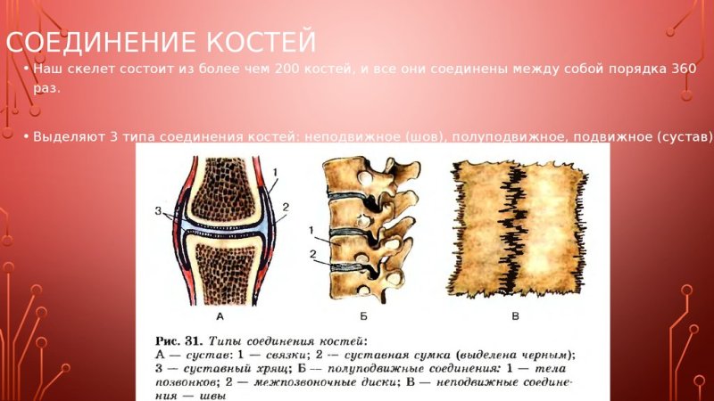 Типы соединения костей животных