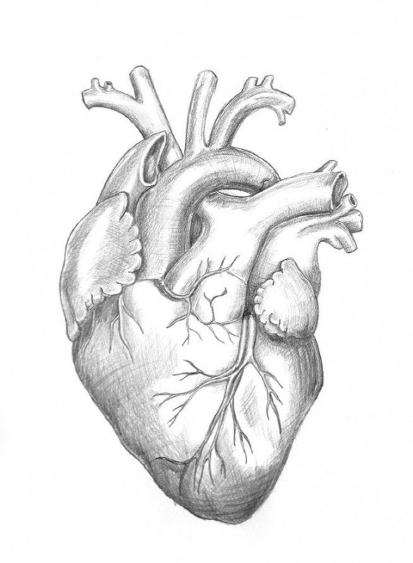 Сердце рисунок