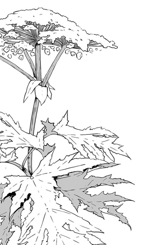 Раскраска борщевик ядовитое растение