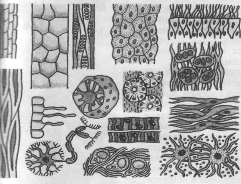 ткани человека рисунки