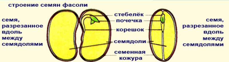 Строение семени фасоли и его части
