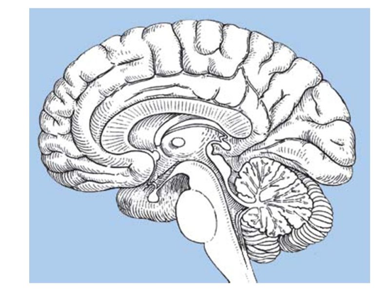 сагиттальный разрез головного мозга