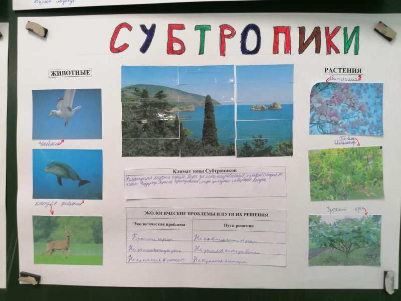 Плакат на тему субтропики