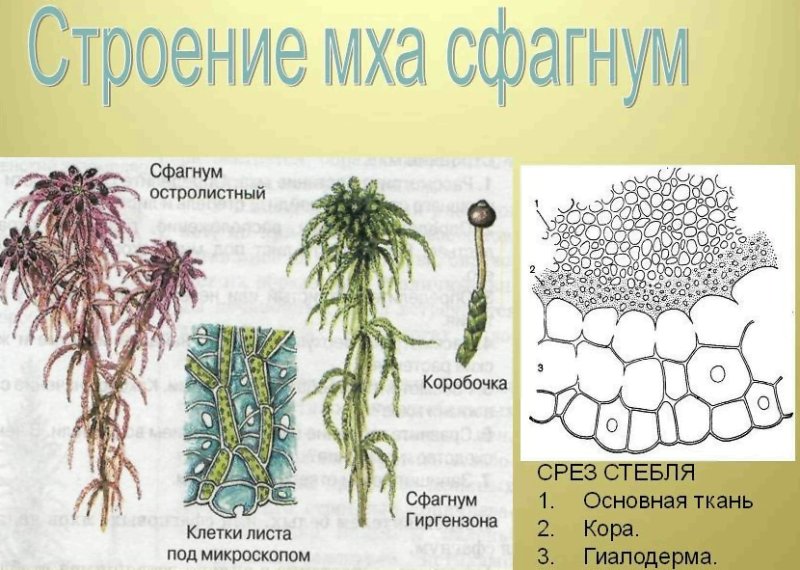 мох сфагнум строение