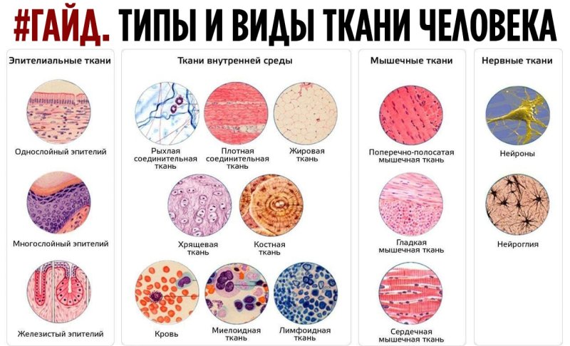 Типы тканей