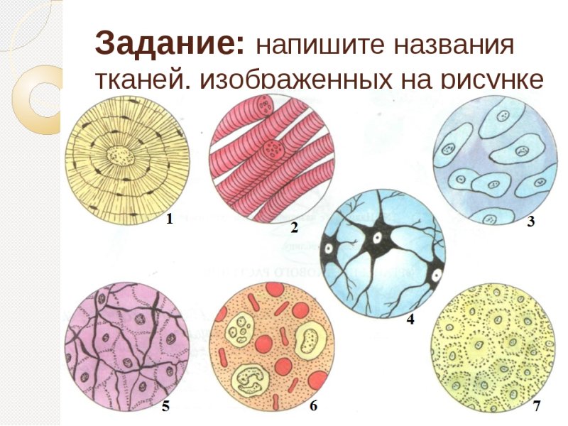 Ткани животных