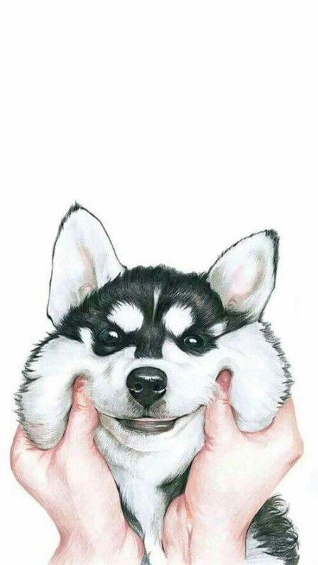 Хаски рисунок
