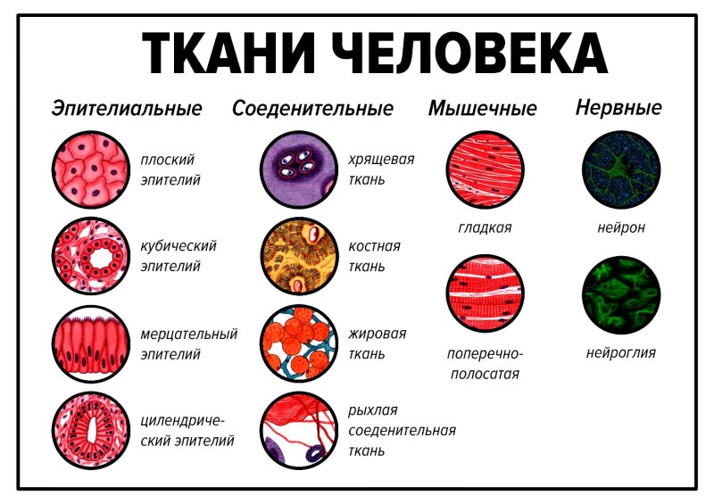 Теанин в организме человека