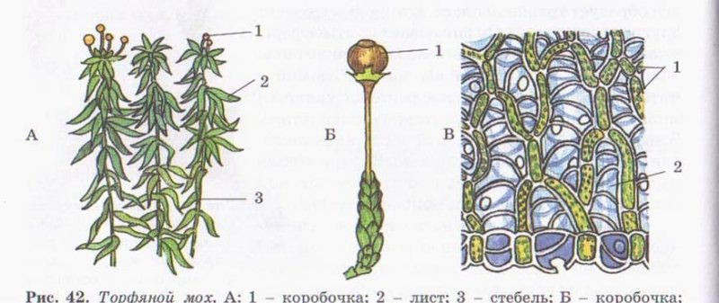 Сфагнум строение рисунок