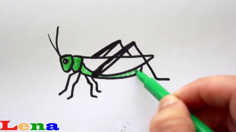 Кузнечик рисунок
