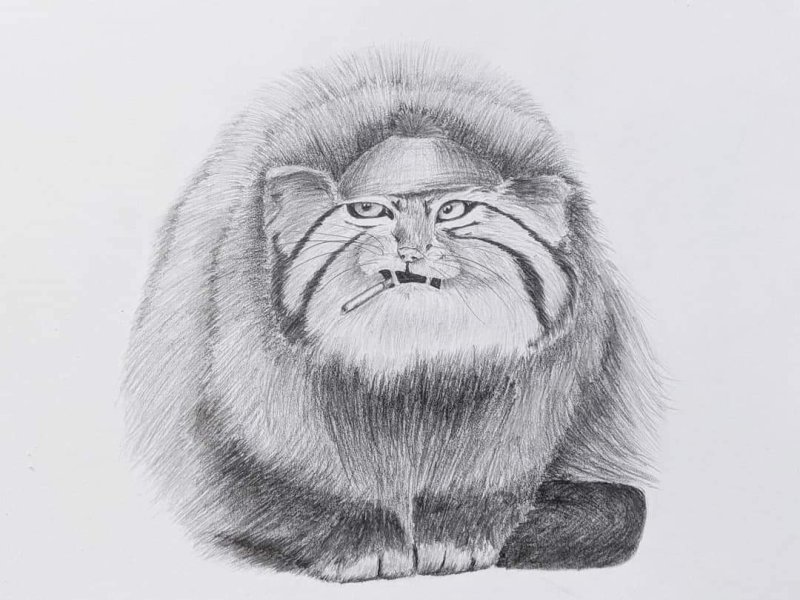 Манул рисунок