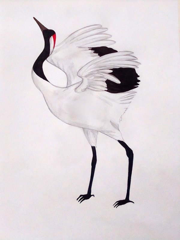 Журавль рисунок