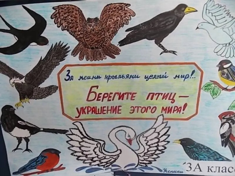 Плакат берегите птиц
