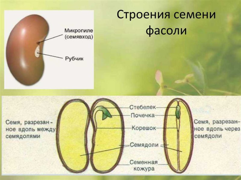 Схема строения семени фасоли