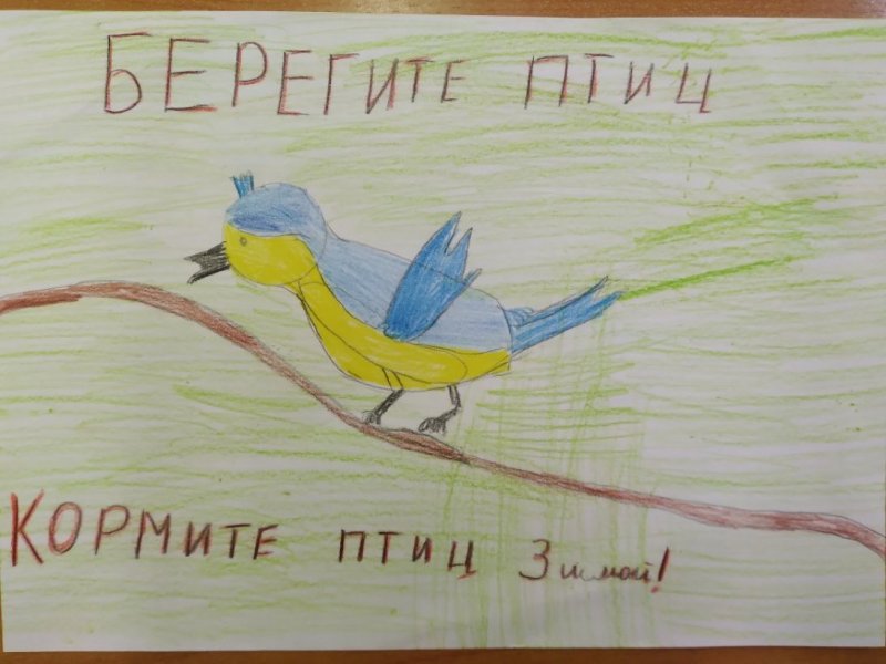 Берегите птиц картинки
