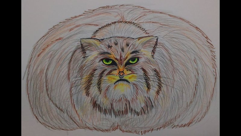 Кот Манул нарисовать