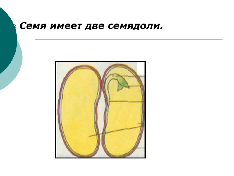 Строение 2 семядоли