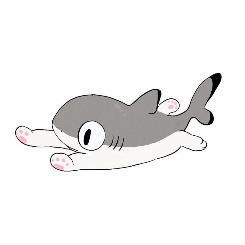 Кошачья акула