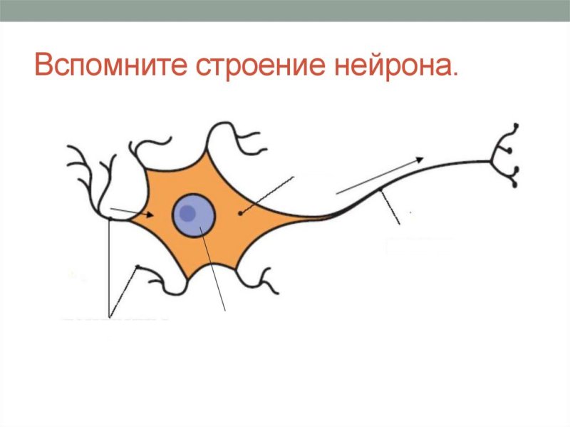 Части нейрона