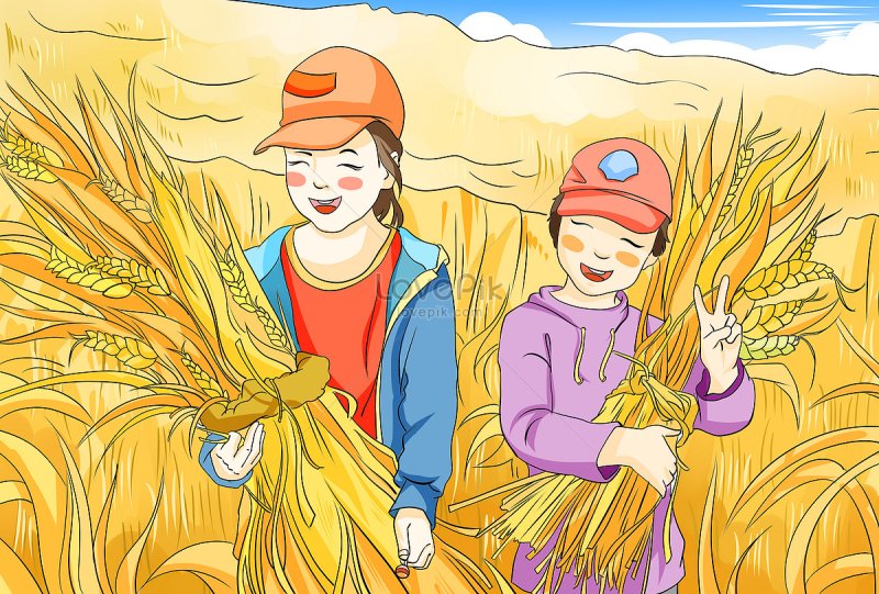Уборка урожая рисунок