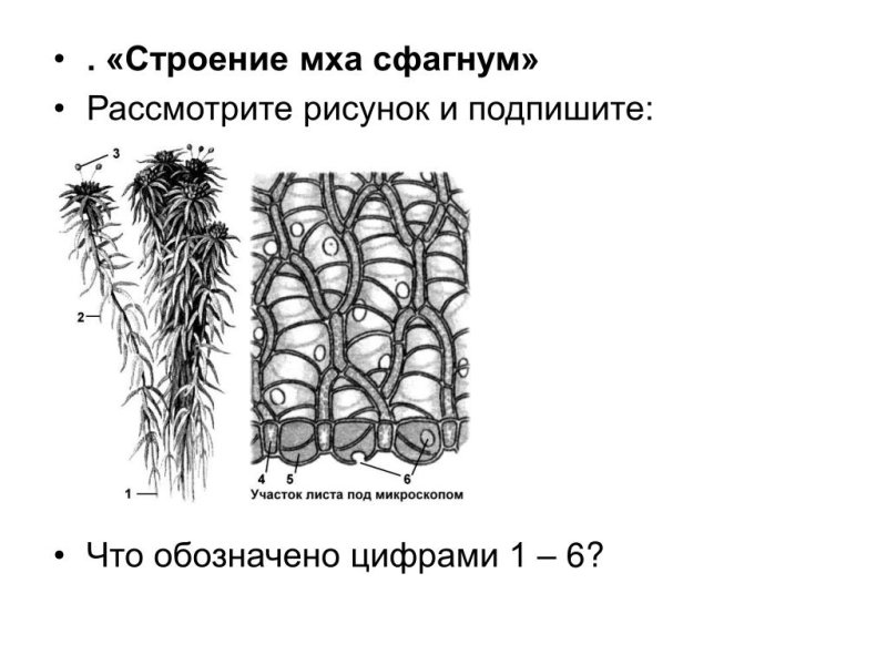 Мох сфагнум