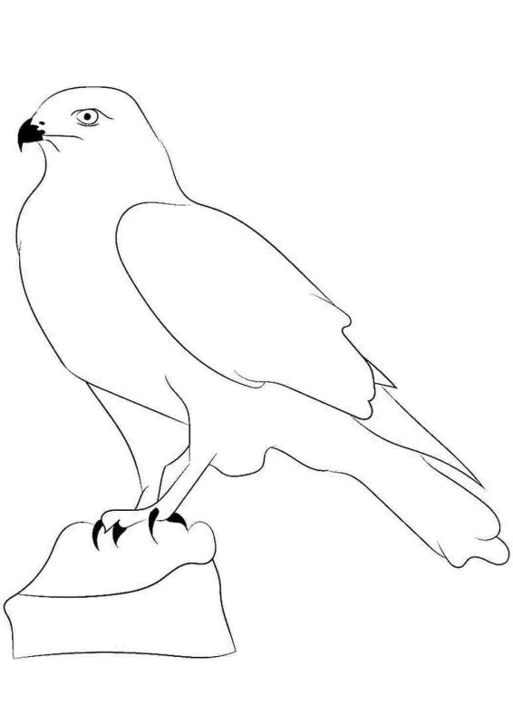 сокол раскраска