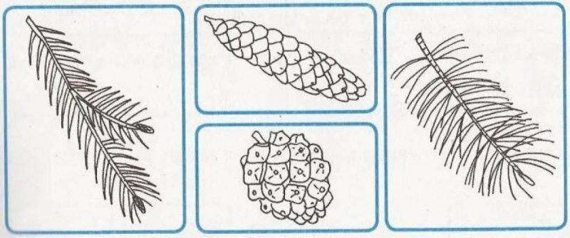 ель шишки и хвоинки