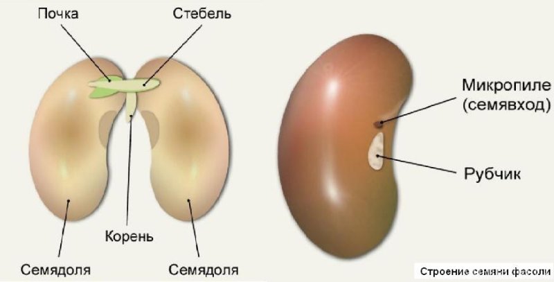 Строение семени микропиле