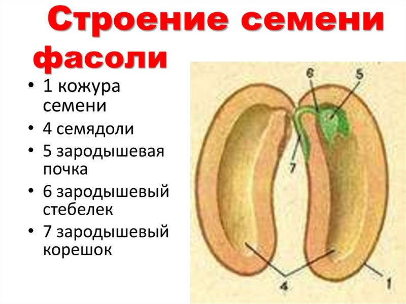 Строение семени фасоли 6 класс