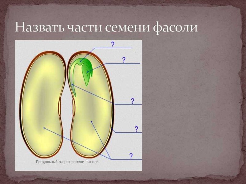 Строение фасоли семени фасоли