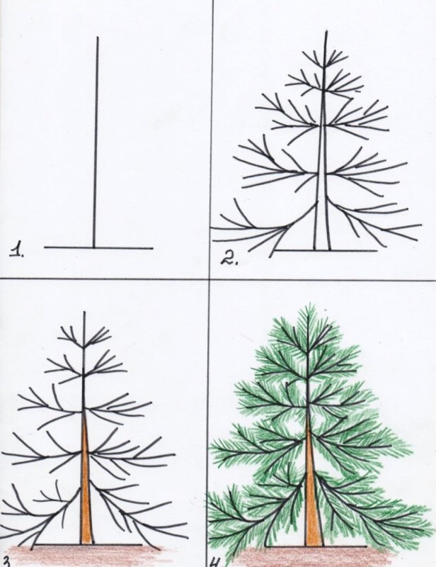 поэтапное рисование дерева