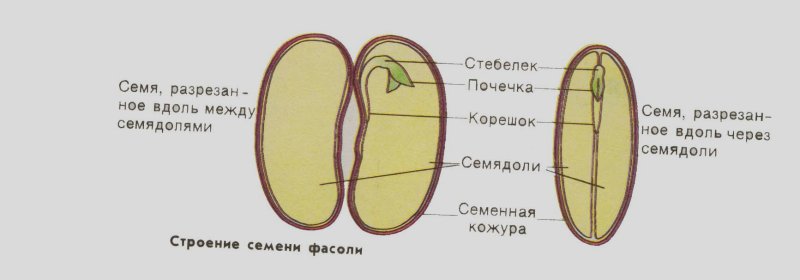 Строение набухшего семени фасоли