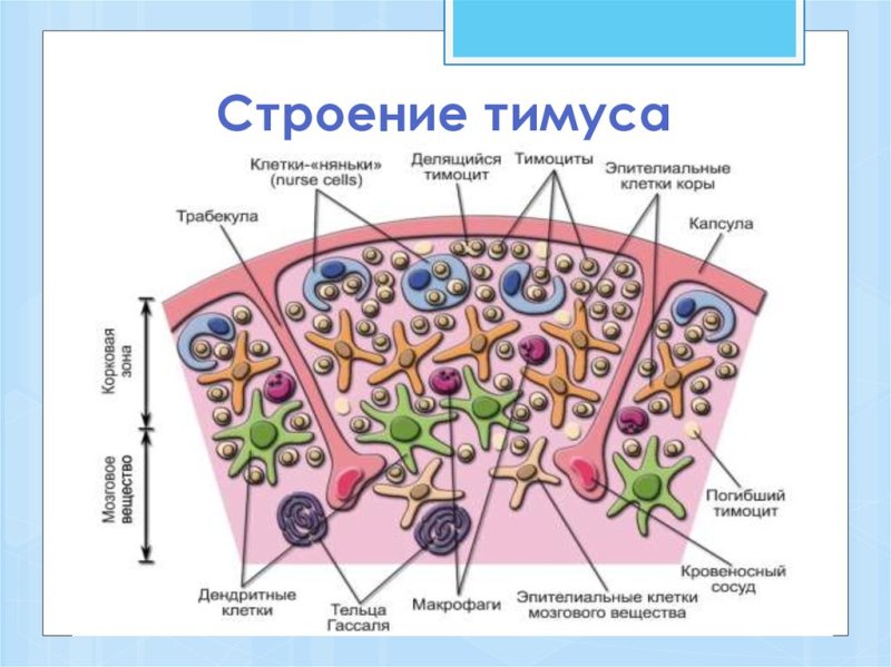 Схема строения дольки тимуса