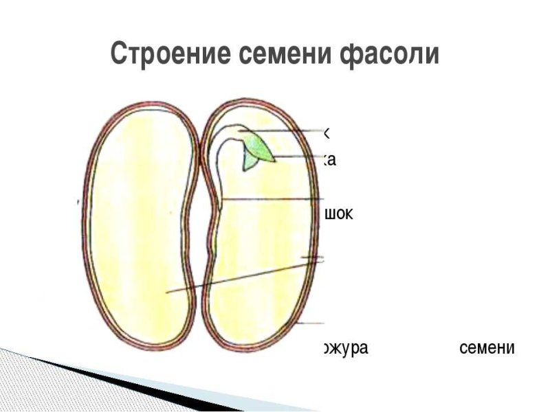 Строение семени фасоли рисунок